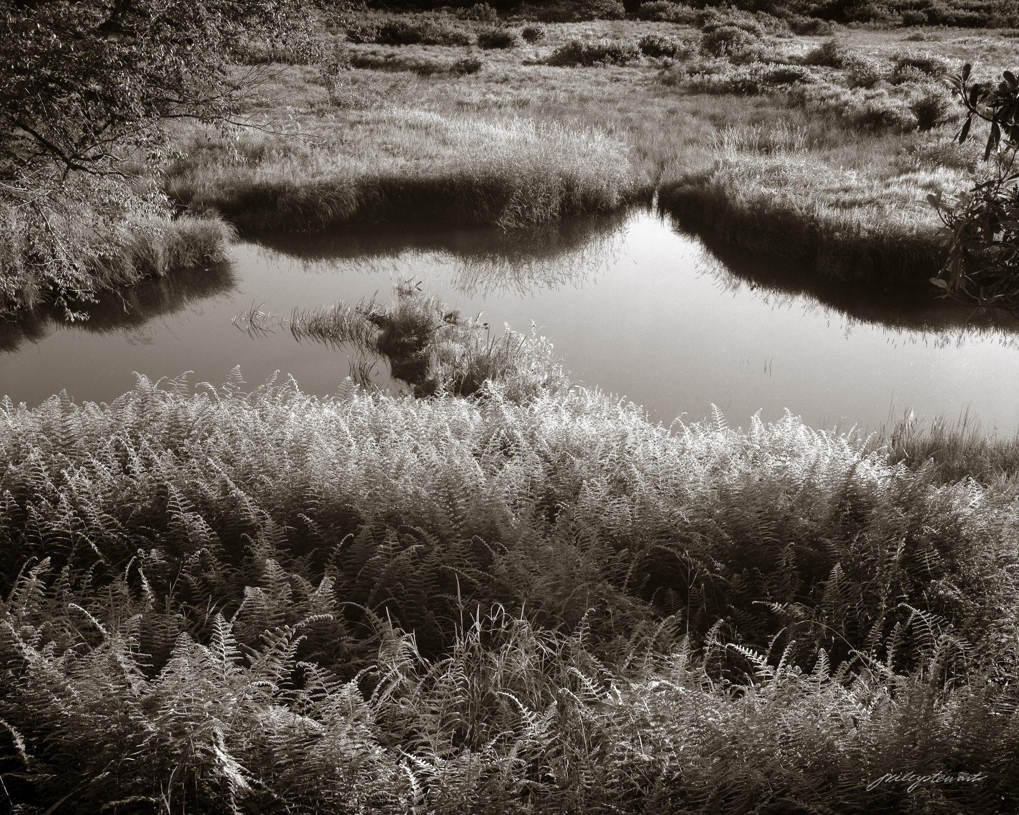 Gentle Bend in the River